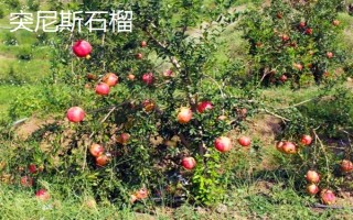 农村种什么东西有高收益,车厘子、香椿、藜麦等作物值得考虑