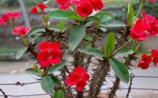 如何盆栽虎刺梅，一年四季都需要充足的光照