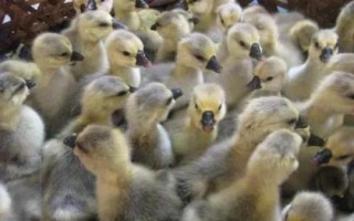 狮头鹅的养殖方法，养殖密度不可过大