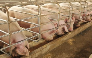 母猪低温适合打什么针，肾上腺素、樟脑磺酸钠均可使用