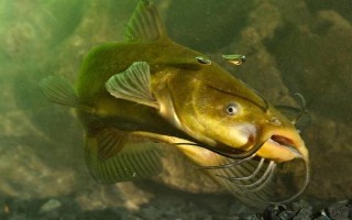 丸世8号鱼钩适合钓哪种鱼，适合钓黄颡鱼、黑鱼等