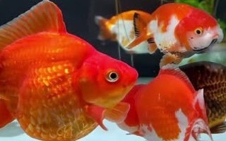 金鱼能用自来水养吗，自来水是软水适合养鱼