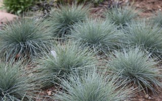 蓝羊茅的生长特性，具有喜光、耐旱等特点