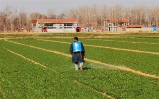 小麦开春除草时间，要在小麦拔节前及早进行