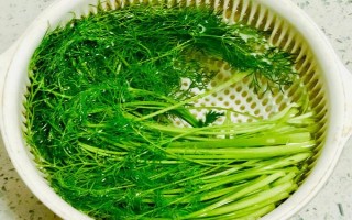 茴香的收获时间,5-6月份和9-10月份均可收获