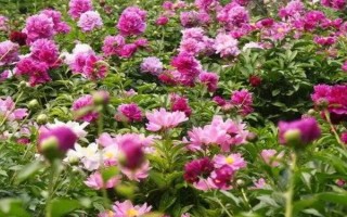 12月份能地栽牡丹吗，耐寒力较强能在12月份地栽