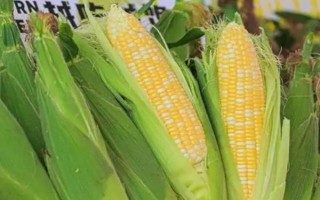 洛玉114玉米品种简介，每亩适合种植的密度为4000株左右