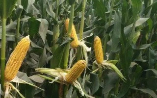 新白玉1号（区试名称：BSL151）玉米种子简介，播种时要求土壤细碎