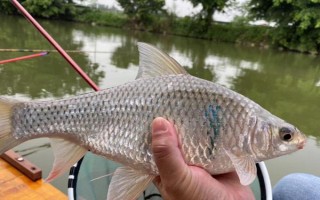 鲮鱼简介，常见的有土鲮、麦鲮、泰鲮等
