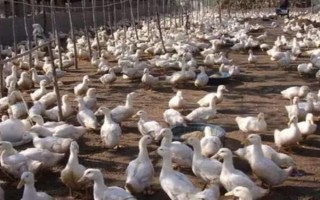 养殖1000只旱鸭的成本,鸭苗和鸭料成本总共需要2.3万元左右