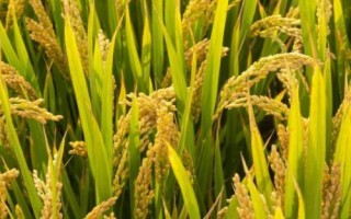 水稻贪青晚熟的预防措施，应注意种植密度和合理施肥等