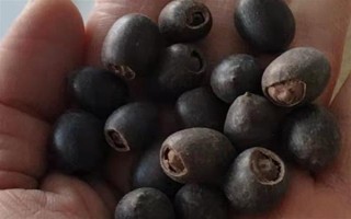 碗莲荷花种子的种植方法，种子通常需要人工开口