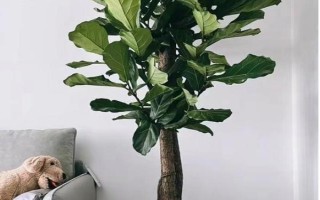 家庭大型盆栽常绿植物推荐,常见的有千年木、心叶藤和鸭脚木等