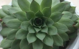 养殖观音莲的方法，家庭养殖可放在通风、无直射光的环境中