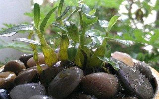 种植石斛的条件,温暖湿润、阳光充足、土质疏松的地方适合种植