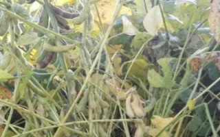 于氏5号大豆品种简介,适时播种期3月下旬至5月上旬