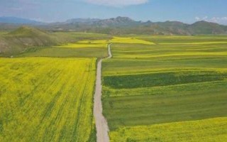 天选74号小麦品种简介,中抗条锈病