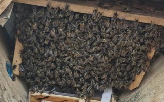 分蜂的前兆，蜂群安静的时间会变得越来越多