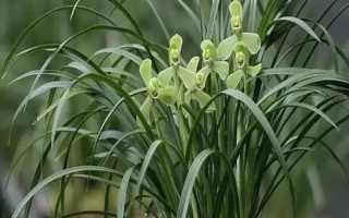 宋梅的病虫害类型与防治方法，包括霉菌病、介壳虫等种类