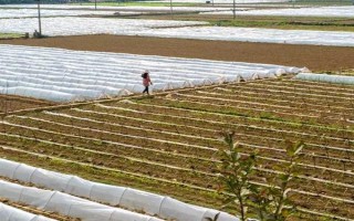 怎么用地膜种玉米，育苗移栽需要先栽苗再覆膜