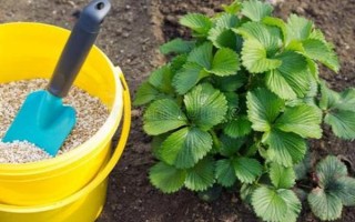 草莓一般用什么肥料，基肥可选择有机肥或农家肥