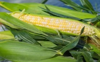 羊摄食打了除草剂的草有没有问题，情况严重时会导致死亡