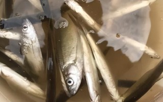 白条鱼能不能养活，虽然能养活但非常不好养