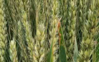 川育27小麦品种简介，2015年中抗条锈病