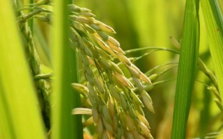 两优622水稻种子特点,秧田亩播种量12公斤