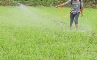 水稻田受到除草剂药害如何处理,对受害稻株喷水可减少药剂残留