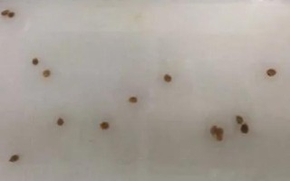 圣女果育苗期如何管理，没有完全齐苗之前为其提供高温环境