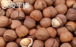 我国榛子的产地,东三省为主要的产区