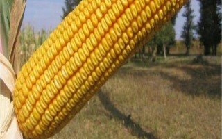 群策128玉米种子特征特性，每亩种植3200株