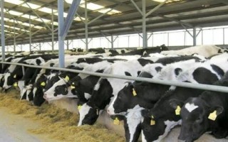 山村适合种植，可以选择种植天麻、百合、核桃等