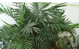 常见的室内绿化植物,常见的有发财树、绿萝等