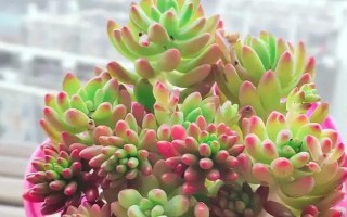 多肉长黑斑如何补救，将较为严重的叶片修剪掉