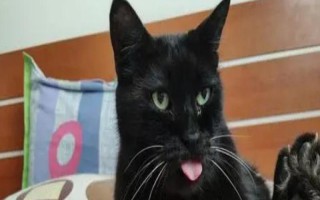 猫舌头发黑的原因，可能是吃了营养膏或黑色食物