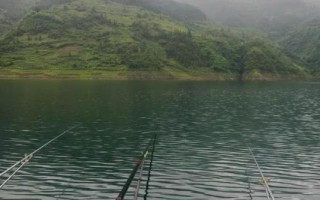 如何手竿钓鲈鱼，是凶猛的肉食性鱼类