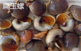 食用螺品种,田螺在各地湖泊中随处可见