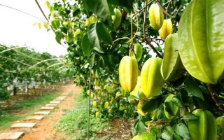 杨桃的种植技术，要挑选长势良好、无病虫害的树苗