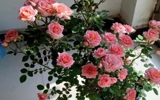 月季花如何养殖，要遵循干透浇透的浇水原则