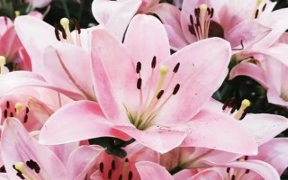 百合能放在卧室吗,香味浓郁不适合放在卧室