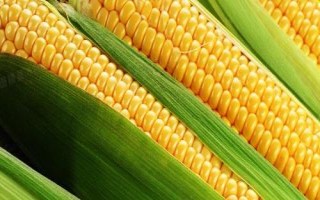 凤田106玉米种子特点，中抗丝黑穗病