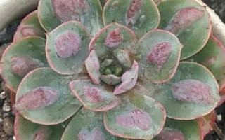 雨滴瘤子消失了怎么养回来，要及时为植株补充光照