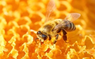 蜜蜂如何养殖，了解蜜蜂的生活习性是前提