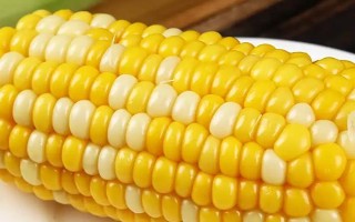 粘玉米是不是转基因，当前国内未推广转基因玉米