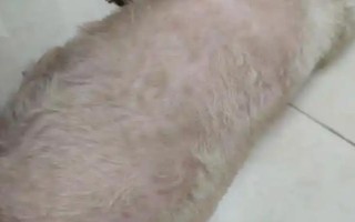 狗狗有皮肤病能不能洗澡，情况不严重时才能清洗