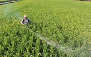 使用二氯喹啉酸要注意什么，与杀草丹等药物混用可扩大除草谱