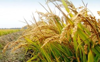 律优308水稻种子特征特性,每亩有效穗数18.9万