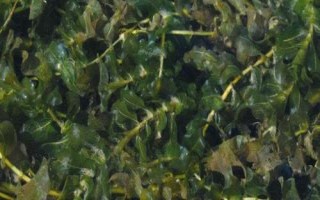 黑藻的产地，主产于河北、陕西、山东、云南等省份